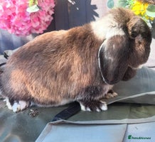Mini Lop rabbits stunning adult female lop - Advert 4