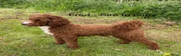 Australian Labradoodle dogs for sale: Stunning Australian Doubledoodle  Pups  - Advert 9