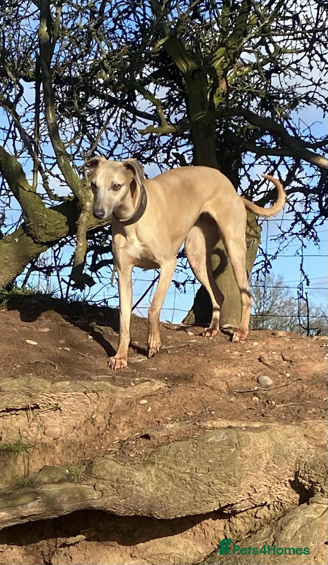 Whippet dogs for sale: 4 beautiful whippet puppies - Advert 22