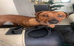 Rhodesian Ridgeback dogs for sale: Rhodesian ridgeback  - Image 5