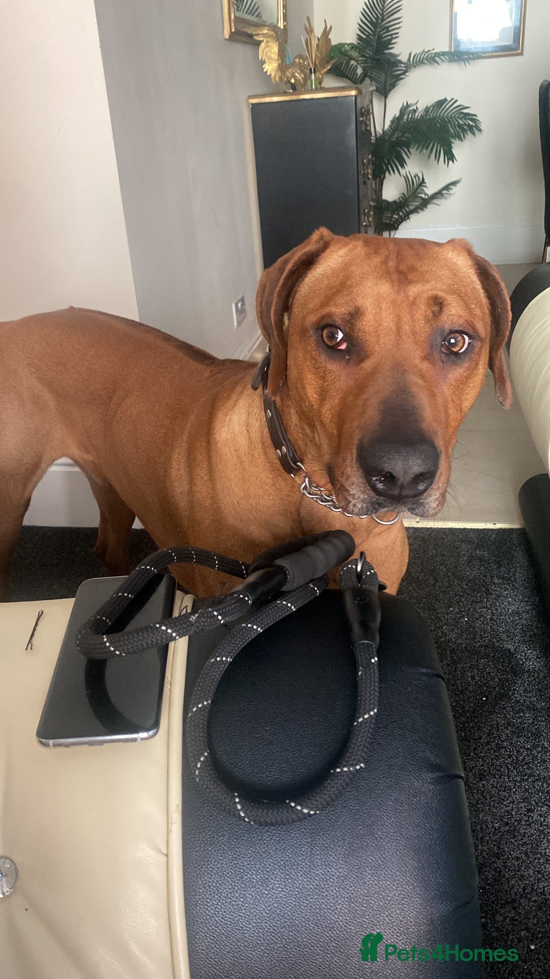 Rhodesian Ridgeback dogs for sale: Rhodesian ridgeback  - Image 5