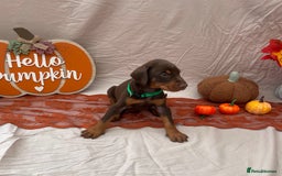 Dobermann dogs for sale: KC Reg European Doberman Pups Exceptional Line - Image 16