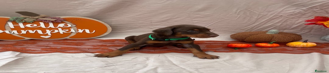Dobermann Puppy 3- Dark green collar
