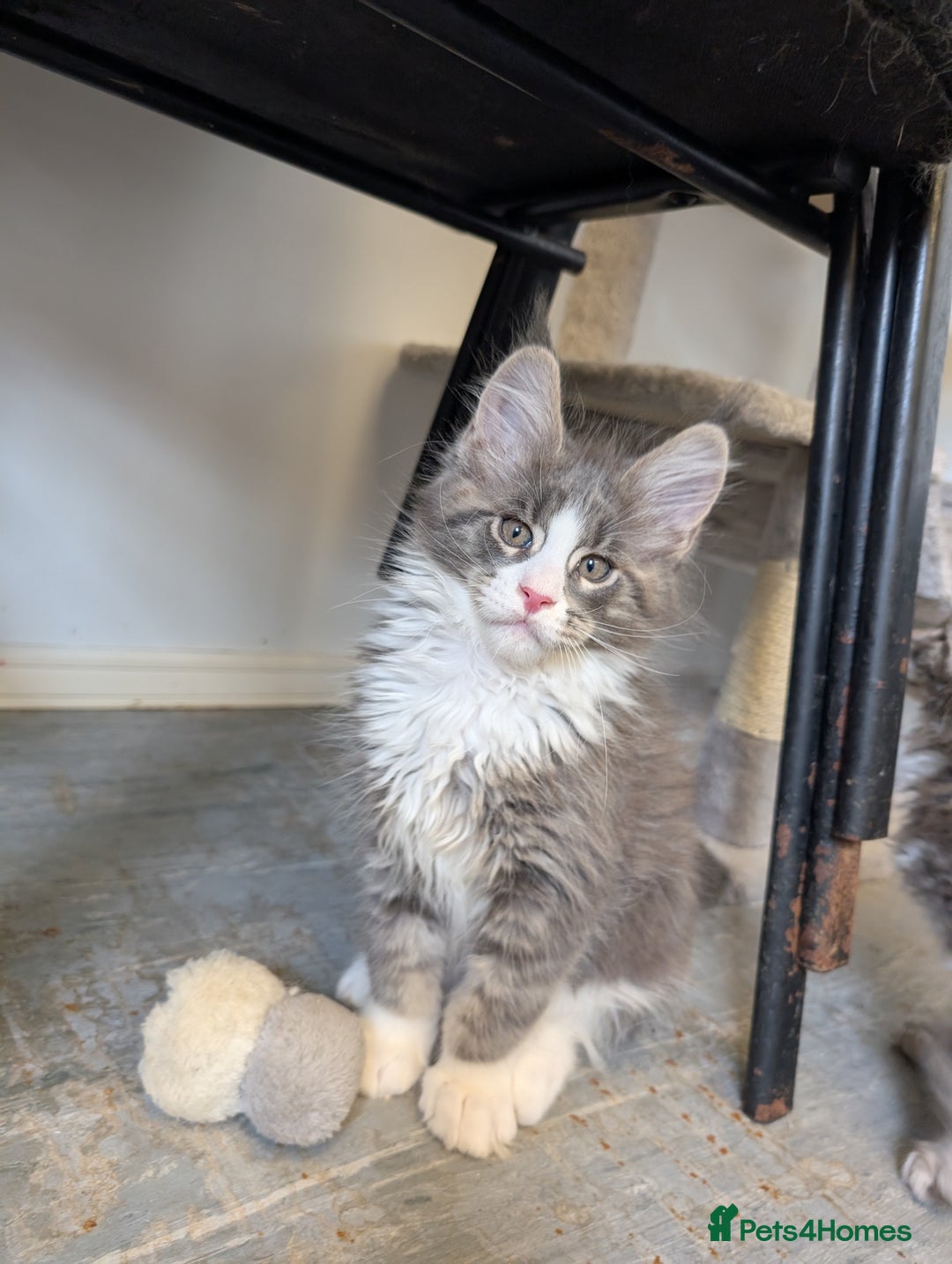 Maine Coon cats for sale: Maine Coon Kittens GCCF - Image 19