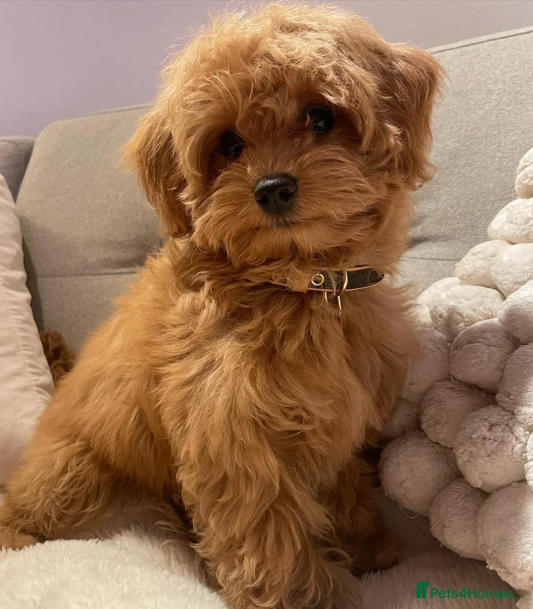 Cavapoo dogs for sale: Cute Maltipoo Puppy For Rehome in Hemel Hempstead - Advert 1