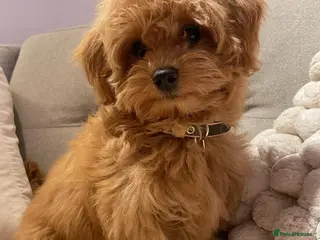 Cavapoo dogs Cute Maltipoo Puppy For Rehome - Advert 1