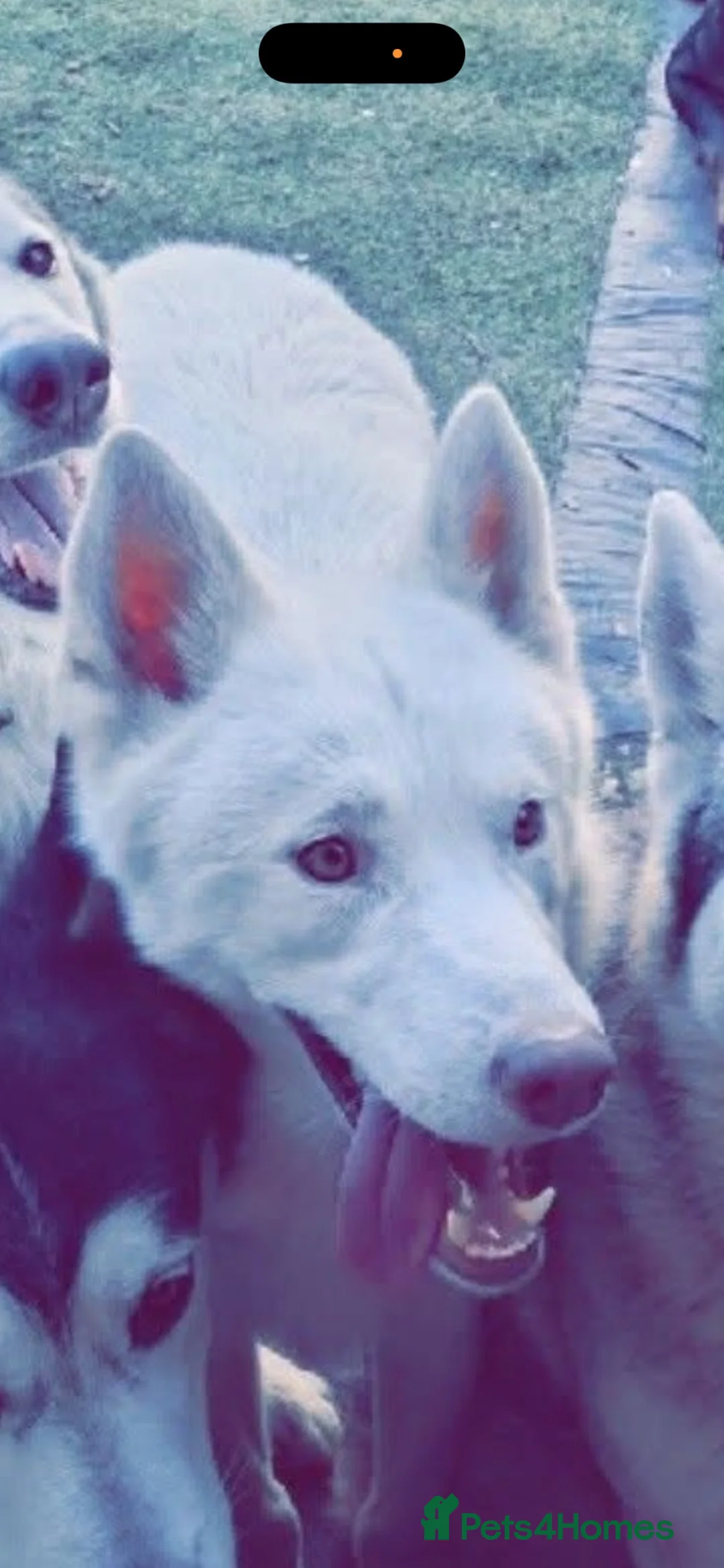 Siberian Husky dogs for sale: Handsome Husky for sale  in Telford - Advert 2