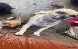 Jug dogs for sale: Lovely little bundle of joy  - Image 9