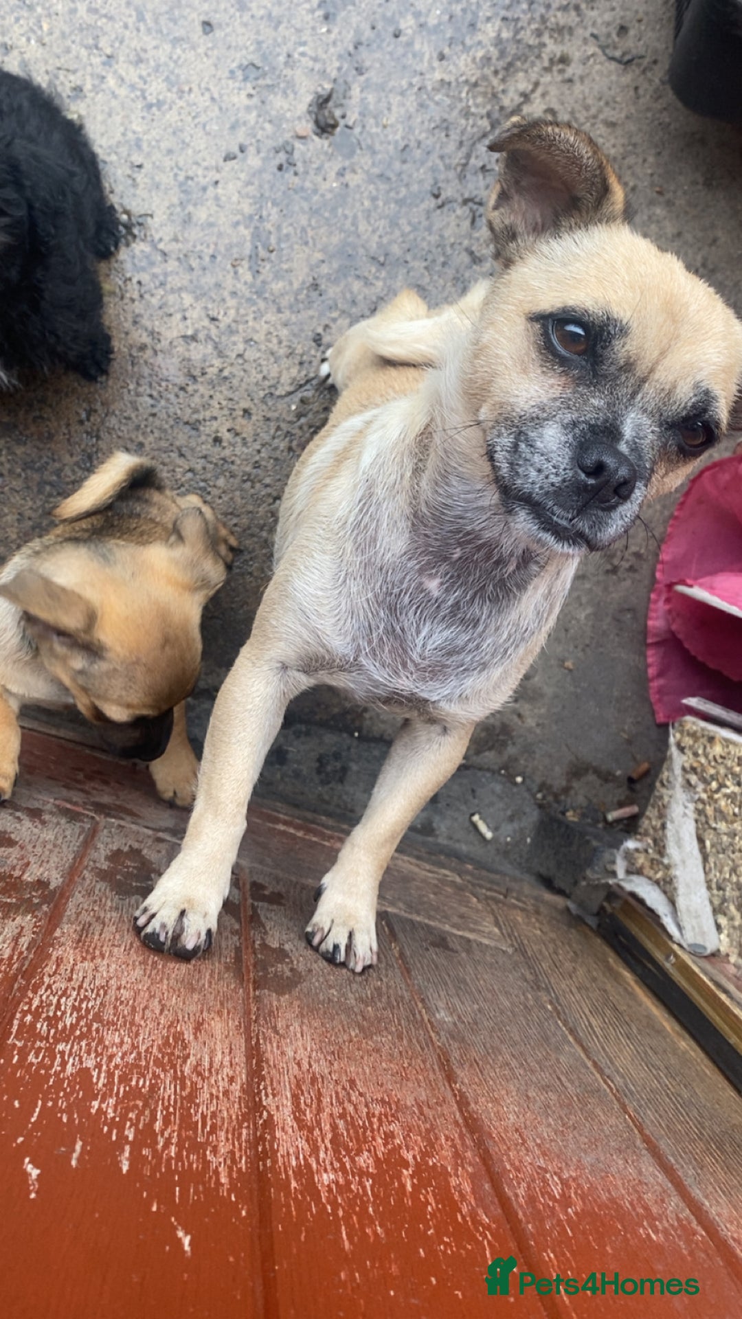 Jug dogs for sale: Lovely little bundle of joy  - Image 9
