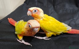 Conures birds for sale: Hand Heared Conures - Image 6