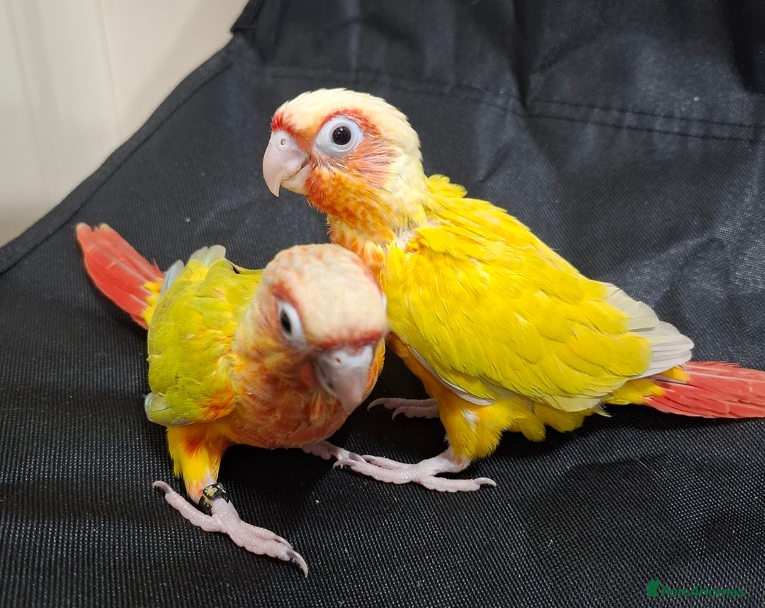 Conures birds for sale: Hand Heared Conures - Image 6