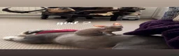 Sphynx cats for sale: 2x Female Sphynx - Advert 6