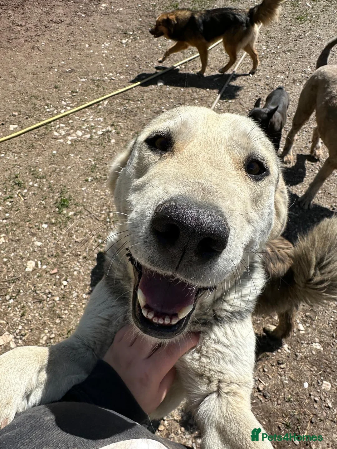 Mixed Breed dogs for adoption: Gruia 💙 - Advert 3