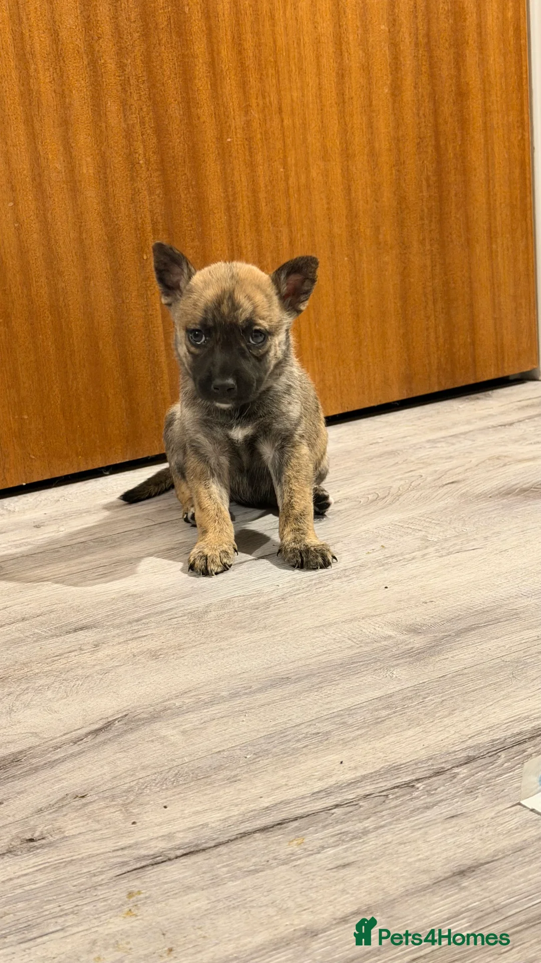 Mixed Breed dogs for sale: Staffy/Husky Puppies  - Advert 2