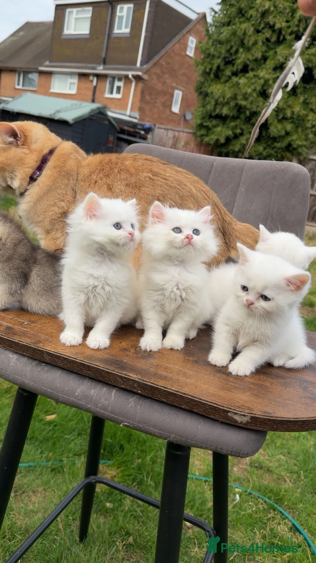 British Shorthair cats for sale: British Shorthair cats - Advert 2