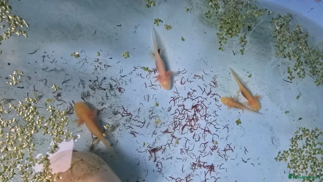 Axolotl reptiles for sale: Baby axolotls  - Advert 3
