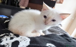 Mixed Breed cats for sale: Mother and kitten for sale  - Advert 5