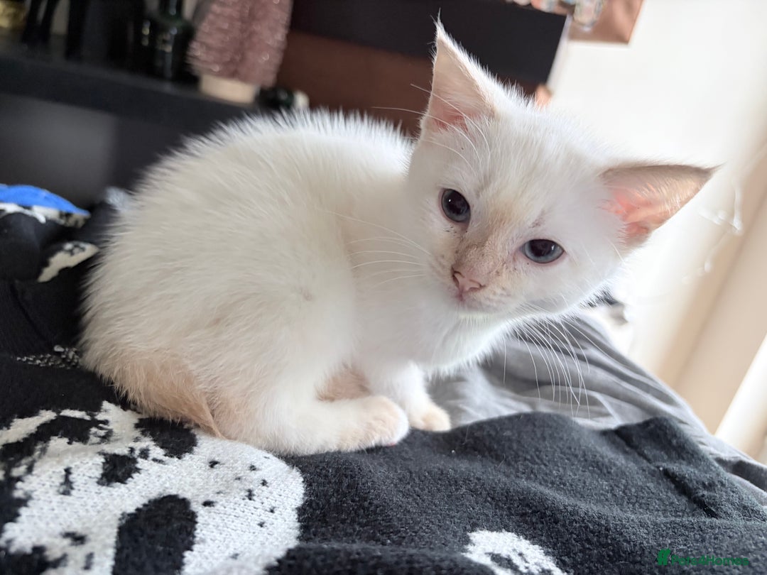 Mixed Breed cats for sale: Mother and kitten for sale  - Advert 5