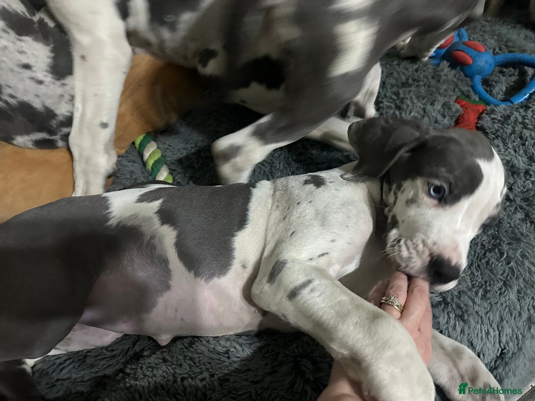 Great Dane dogs for sale: Reduced***** KC registered blue Great Dane puppies - Advert 9