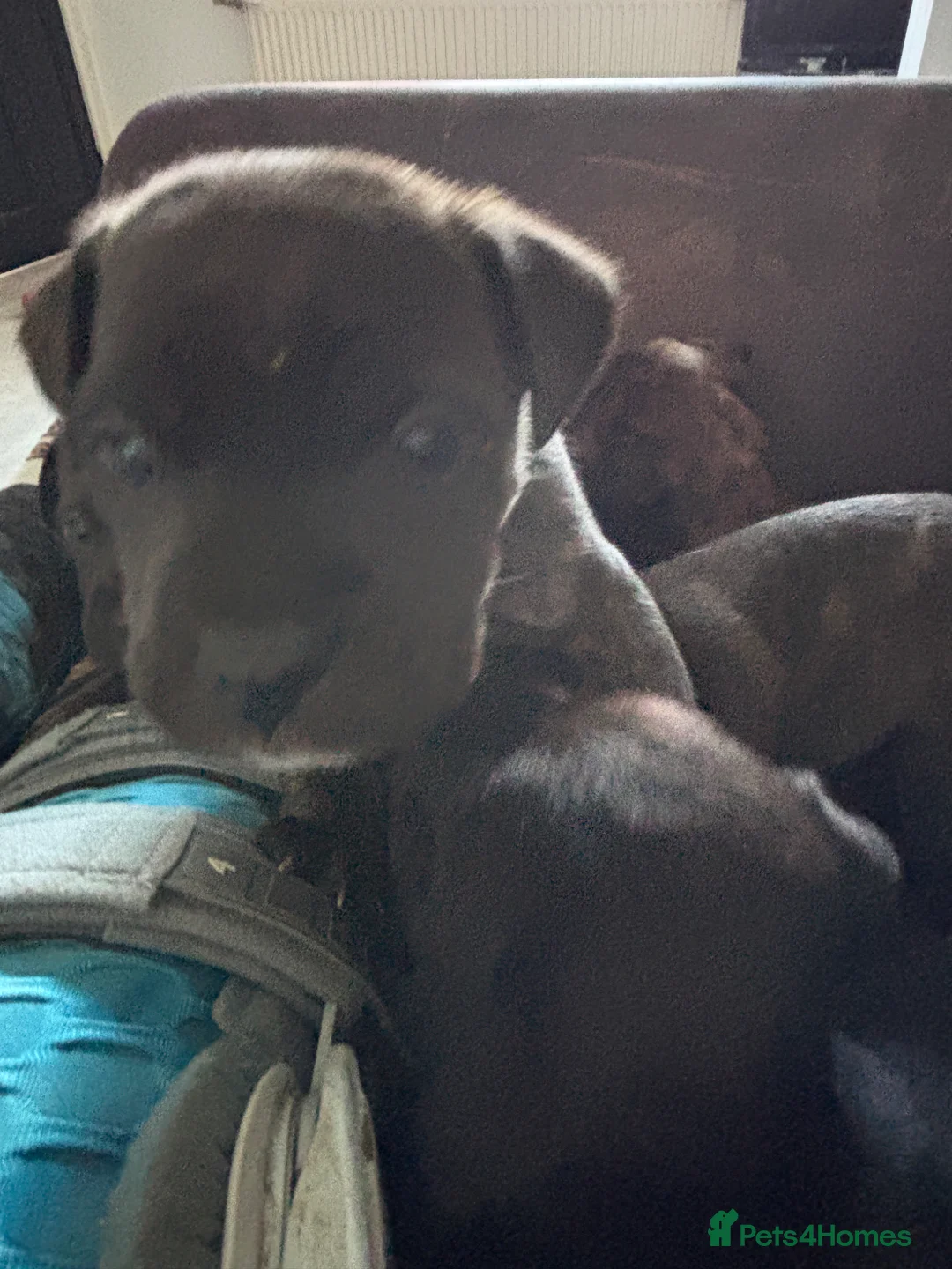 Mixed Breed dogs for sale: Staffy cross cane  in Runcorn - Advert 2