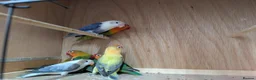 Lovebirds birds for sale: All colour Love Birds - Advert 4