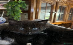 Mixed Breed cats for sale: Beautiful ragdoll x bsh - Image 6