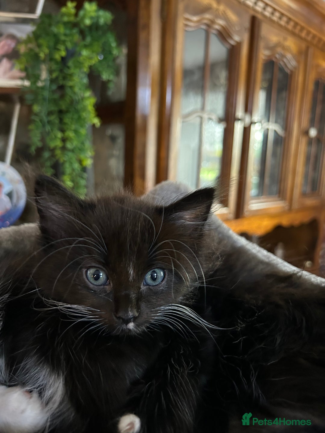 Mixed Breed cats for sale: Beautiful ragdoll x bsh - Image 6