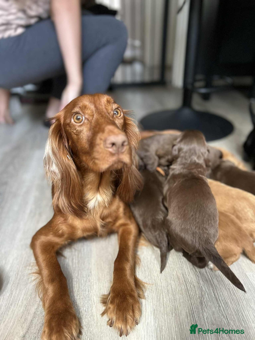 Sprocker dogs for sale: Truly Special Litter of Sprockers - Image 1
