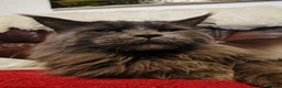 Maine Coon cats for sale: Blue maine coon kittens -DNA health tested parents - Advert 37