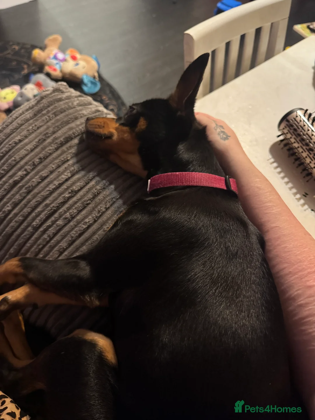 Miniature Pinscher dogs for sale: Miniature Pinscher female - Advert 5
