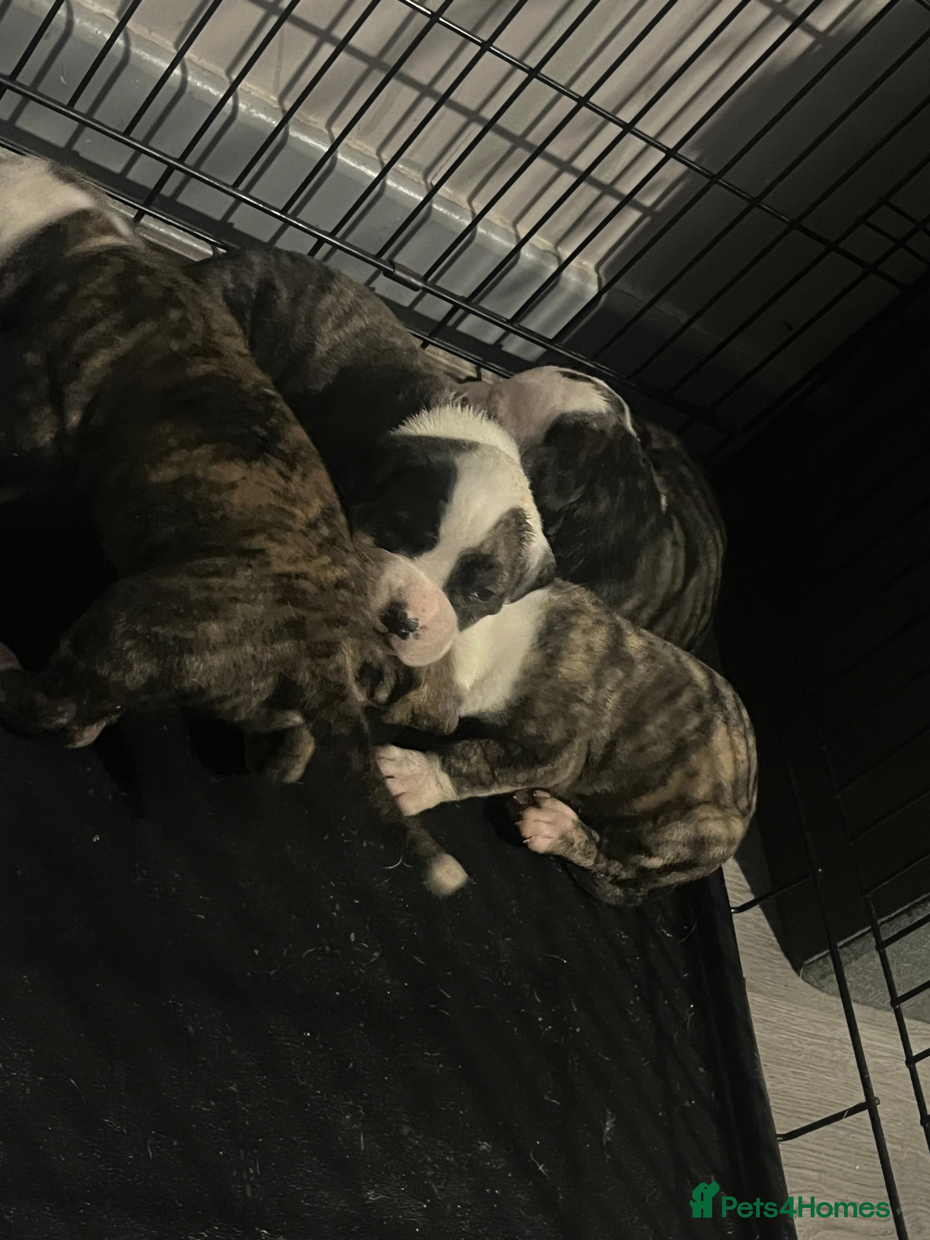 American Bulldog dogs American bulldog puppies  - Advert 1