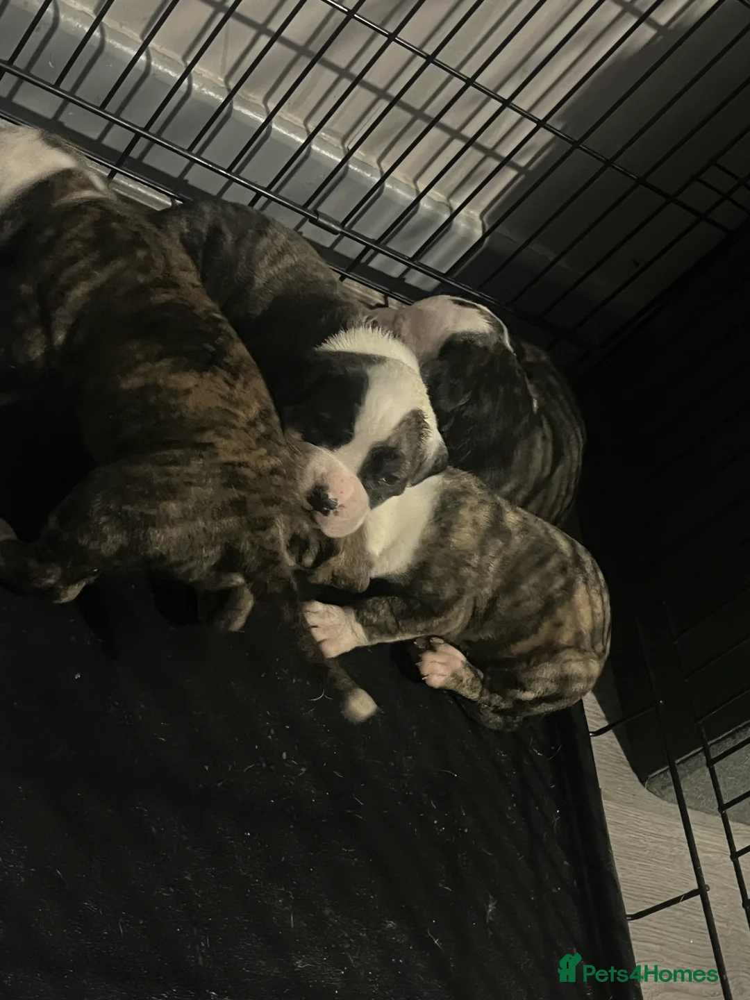 American Bulldog dogs for sale: American bulldog puppies  - Advert 1