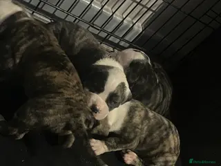 American Bulldog dogs American bulldog puppies - Advert 2