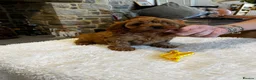 Cavapoo dogs for sale: Gorgeous Red F1 Cavapoo puppies  - Advert 5