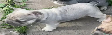 French Bulldog 3
