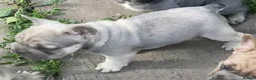 French Bulldog dogs for sale: KC HEALTH TESTED FRENCH BULLDOG PUPPIES  - Advert 4