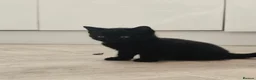 Mixed Breed cats for sale: 3 x female kittens in Hull - Advert 3