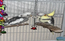 Cockatiels birds for sale: Bonded pair of PET only cockatiels  - Image 5