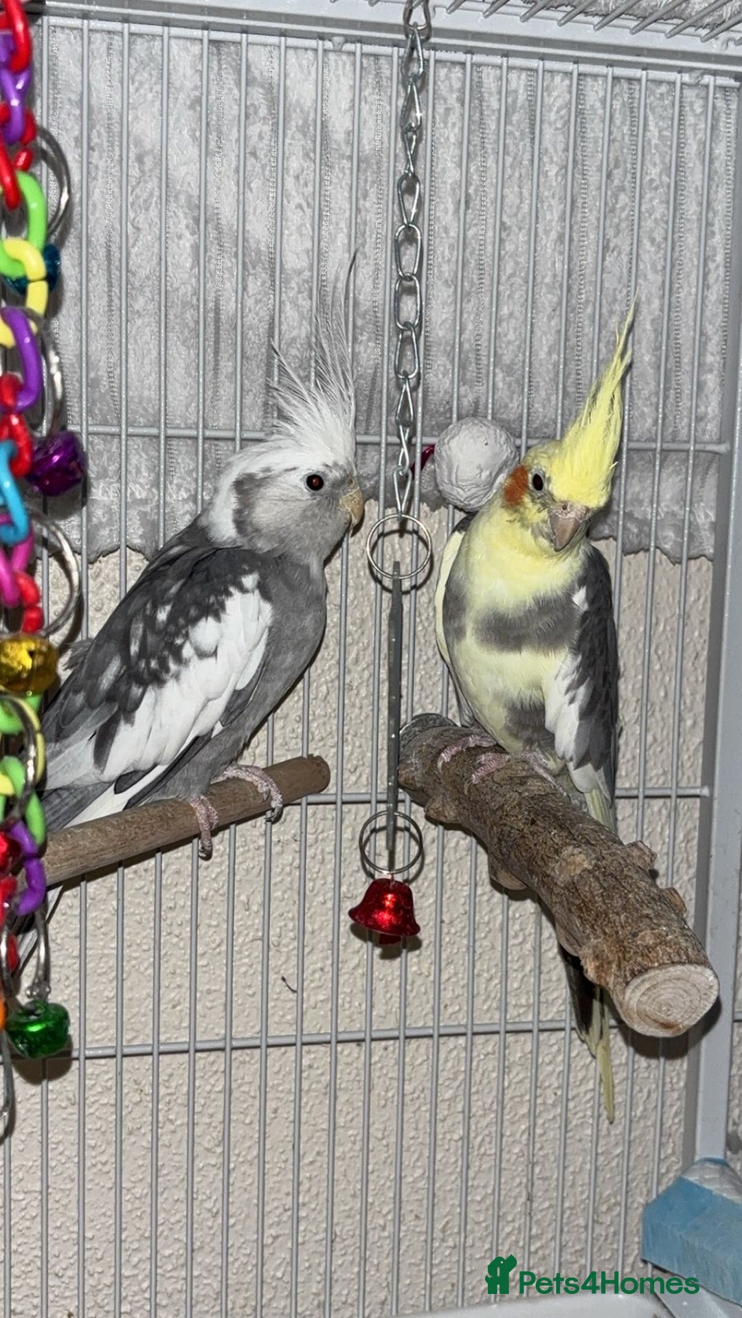Cockatiels birds for sale: Bonded pair of PET only cockatiels  - Image 5