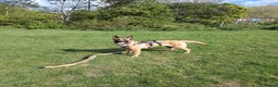 Belgian Shepherd Dog dogs for sale: Beautiful Belgium Malinois  in London - Advert 1