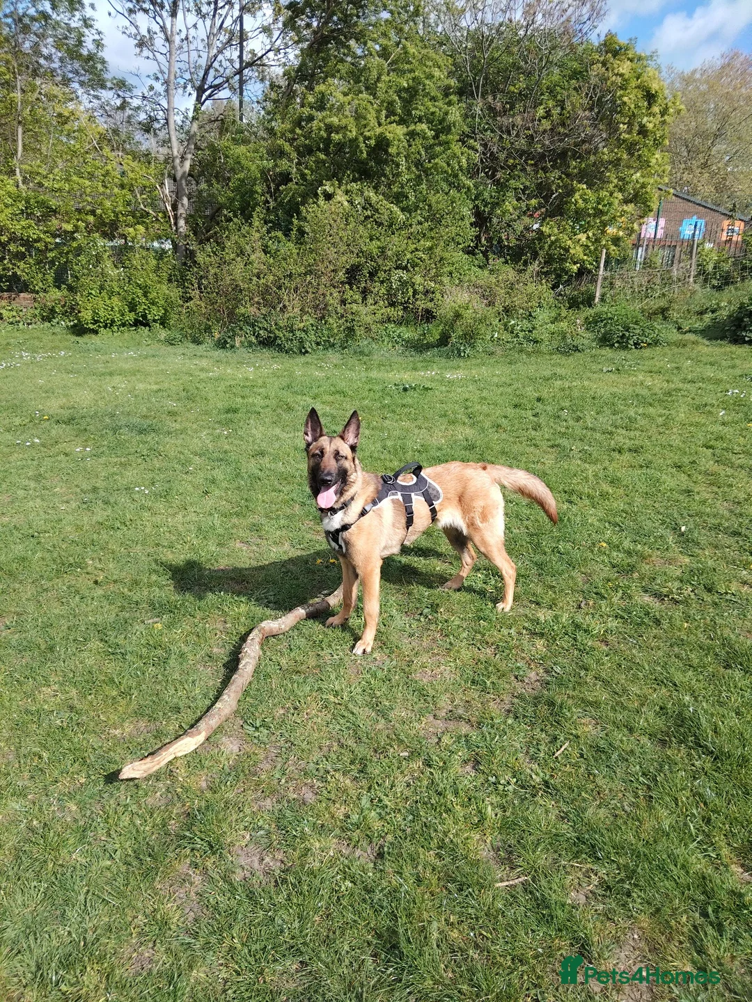 Belgian Shepherd Dog dogs for sale: Beautiful Belgium Malinois  in London - Advert 1