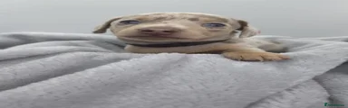 Obsidian