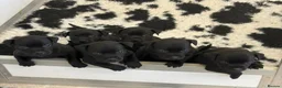 Staffordshire Bull Terrier dogs for sale: KC Black Puppies Ready Now - Advert 20