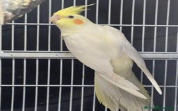 Cockatiels birds for sale: Cockatiel - Image 1