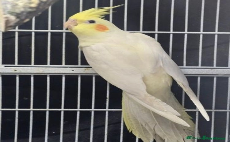 Cockatiels birds - Advert 10