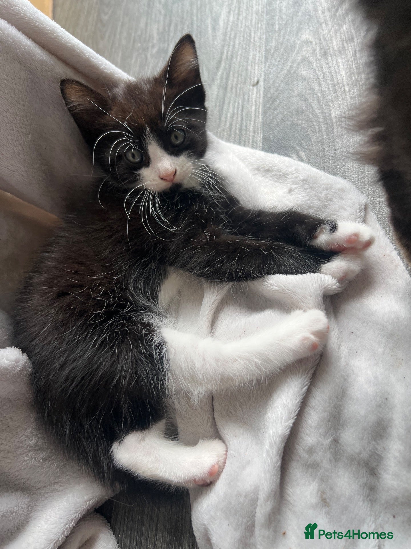 Mixed Breed cats 🐾 Lovely Kittens Looking for a Loving Home 🐾 - Advert 1
