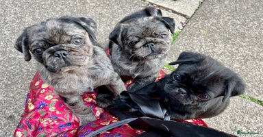 Pug dogs - Advert 2