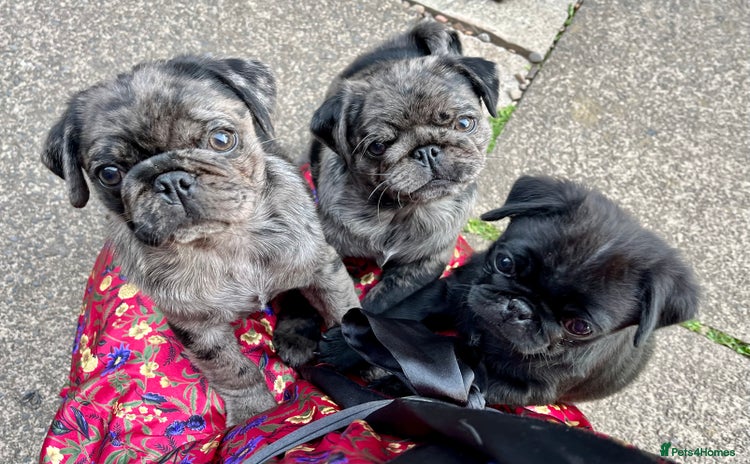 Pug dogs - Advert 3