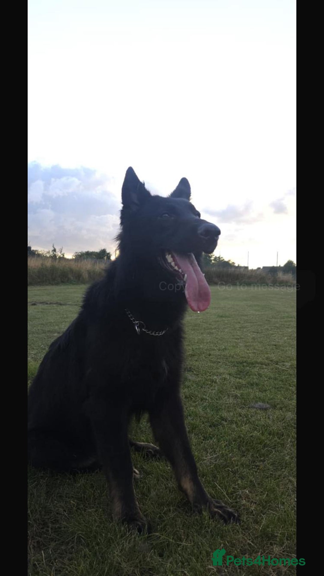 German Shepherd dogs for sale: 2 gorgeous German shepherd brothers  - Advert 3