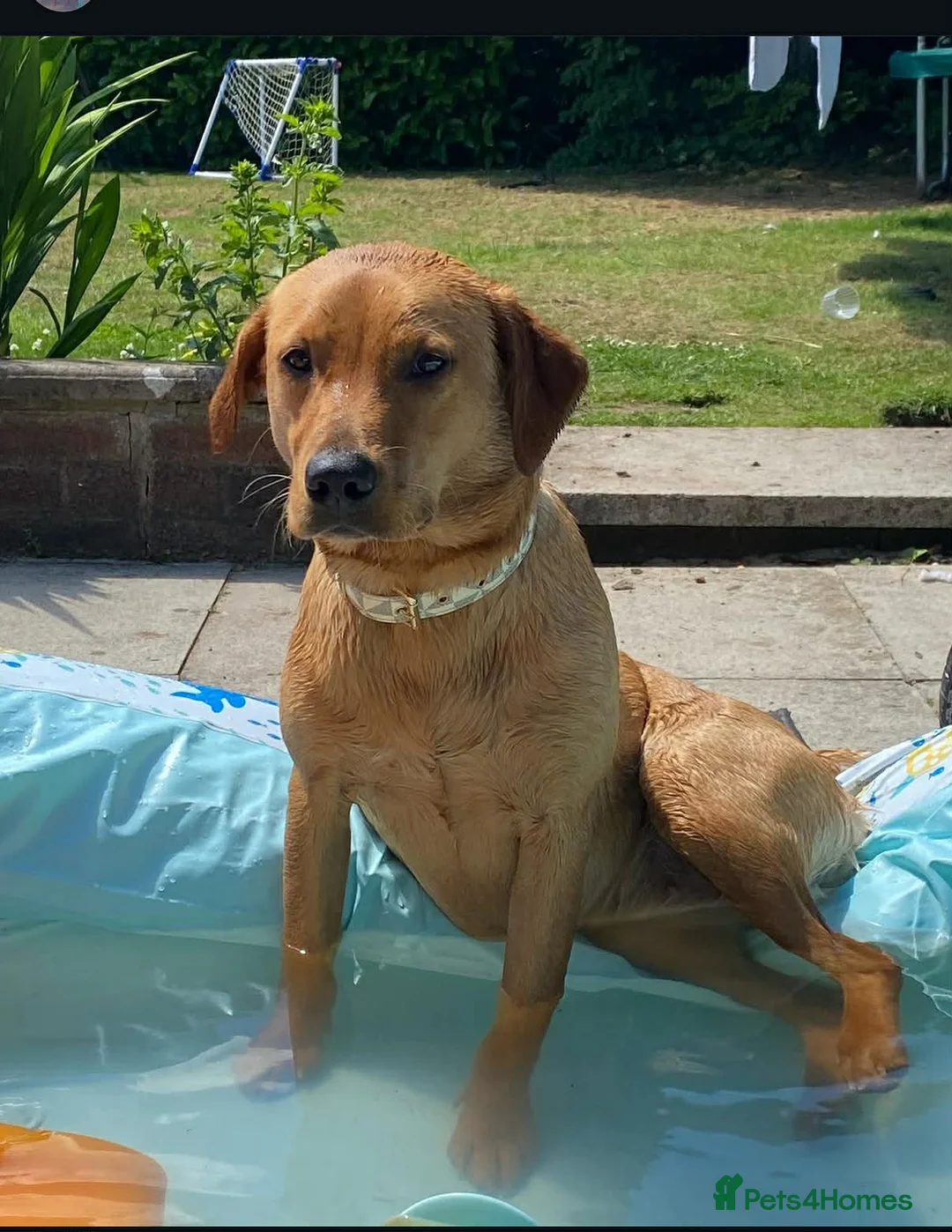Mixed Breed dogs for sale: Cavador  in Stoke-on-Trent - Advert 1